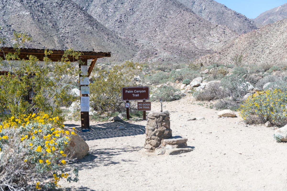 Anza-borrego state park, california wildflowers 2023 palm canyon trailhead