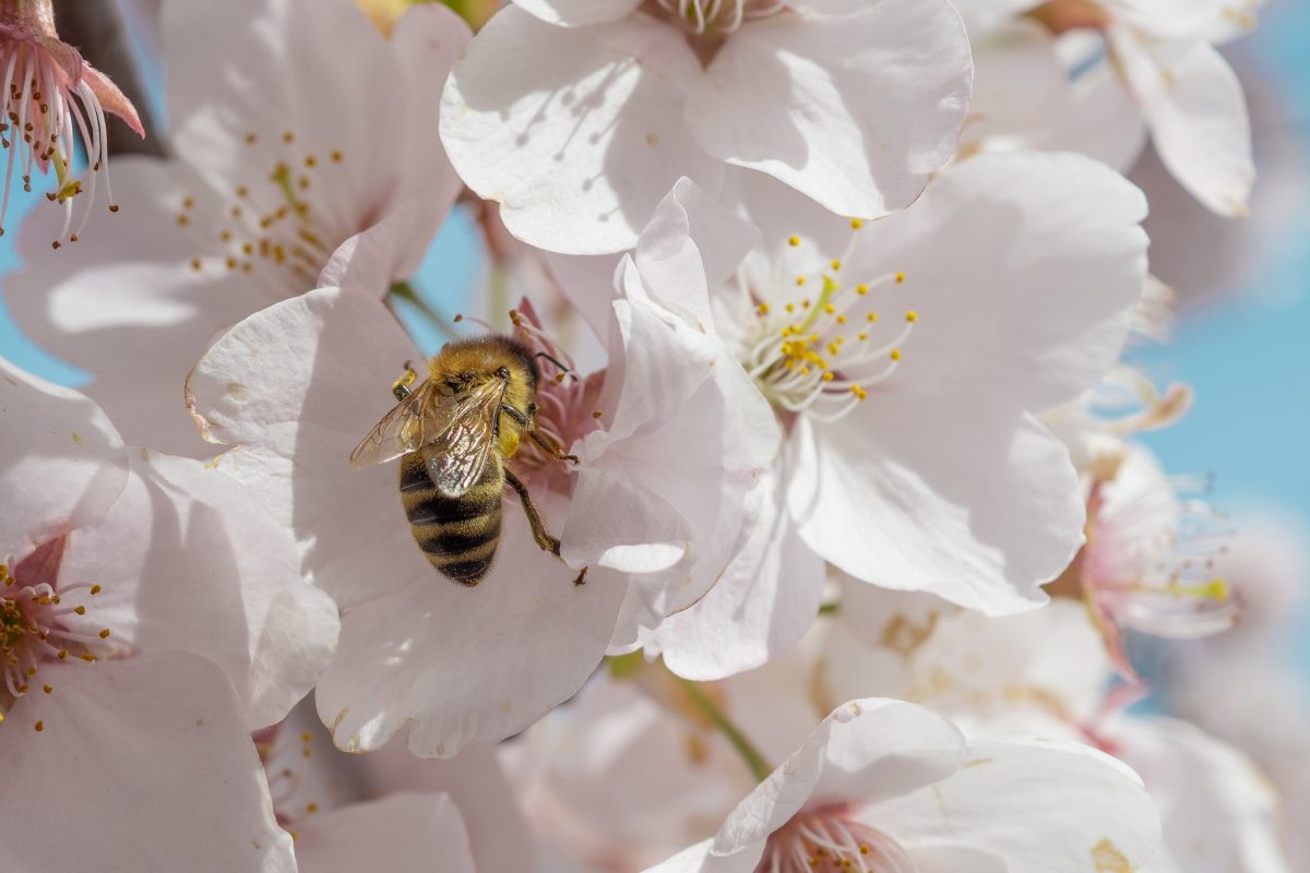 Flowers that attract bees