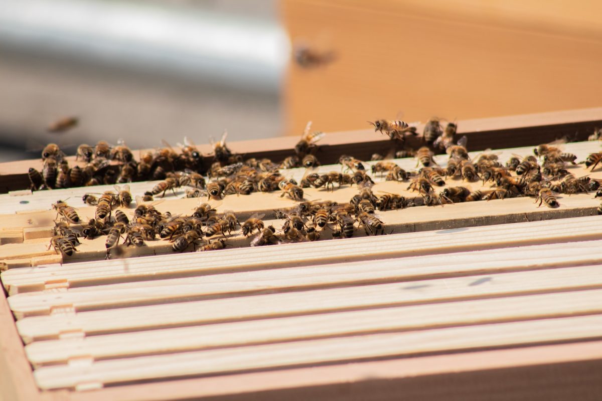 How to keep bees away hive swarming