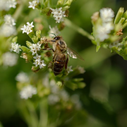 How to keep bees away