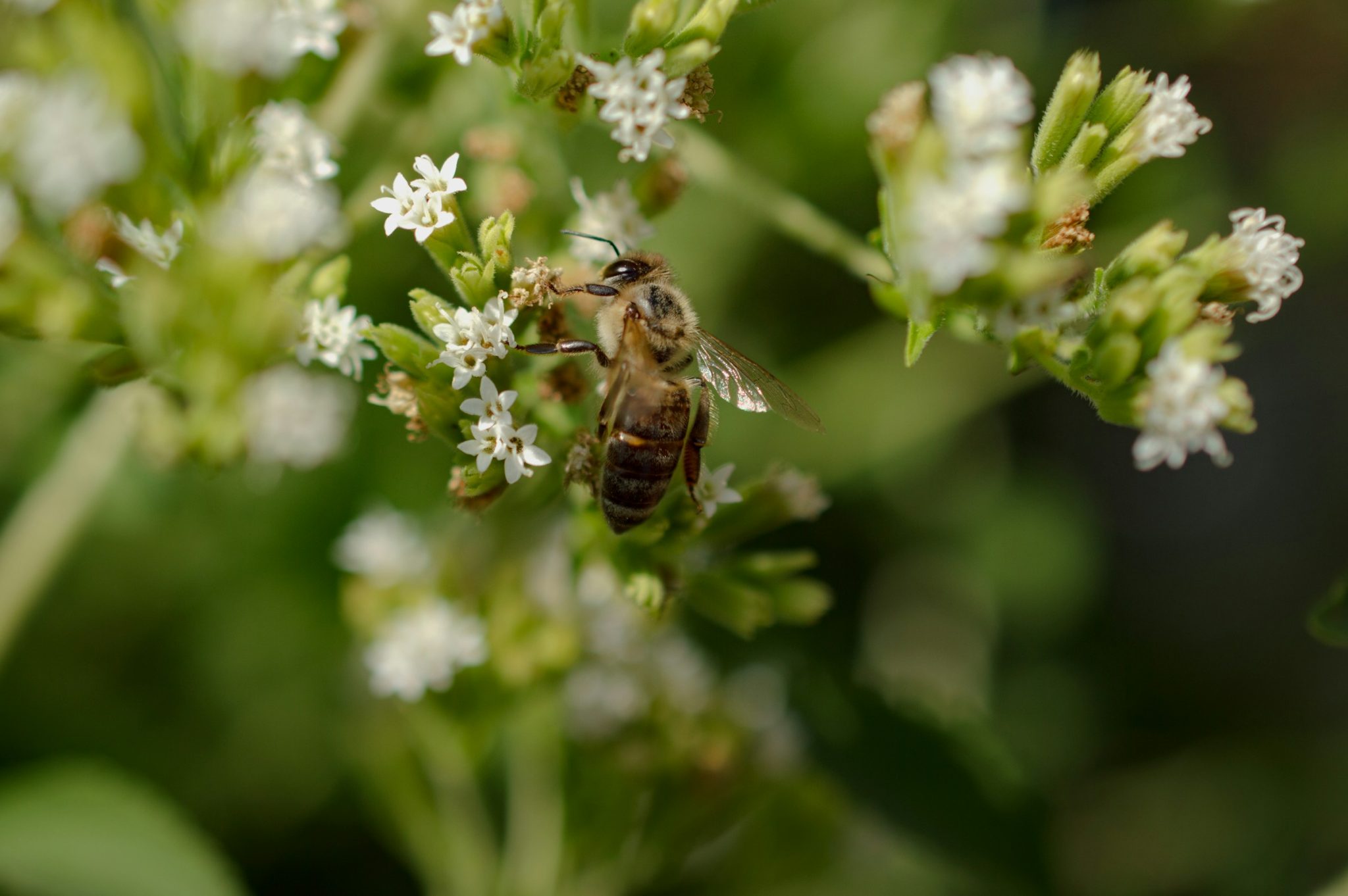 How to keep bees away