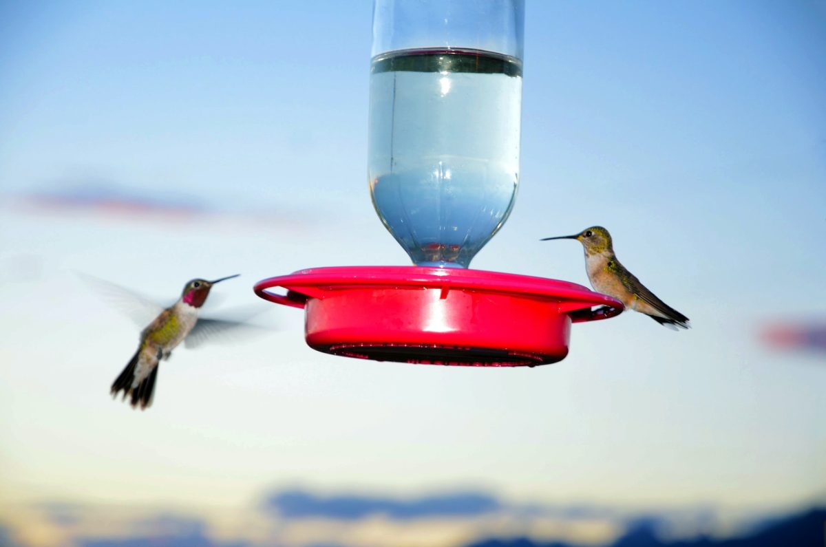 How to keep bees away from hummingbird feeders