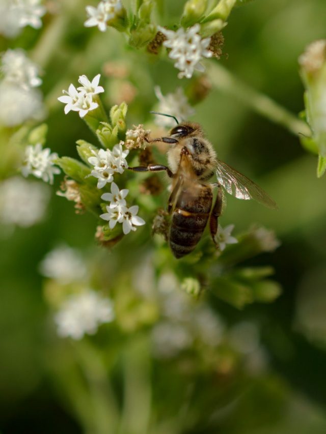 How To Keep Bees Away Story