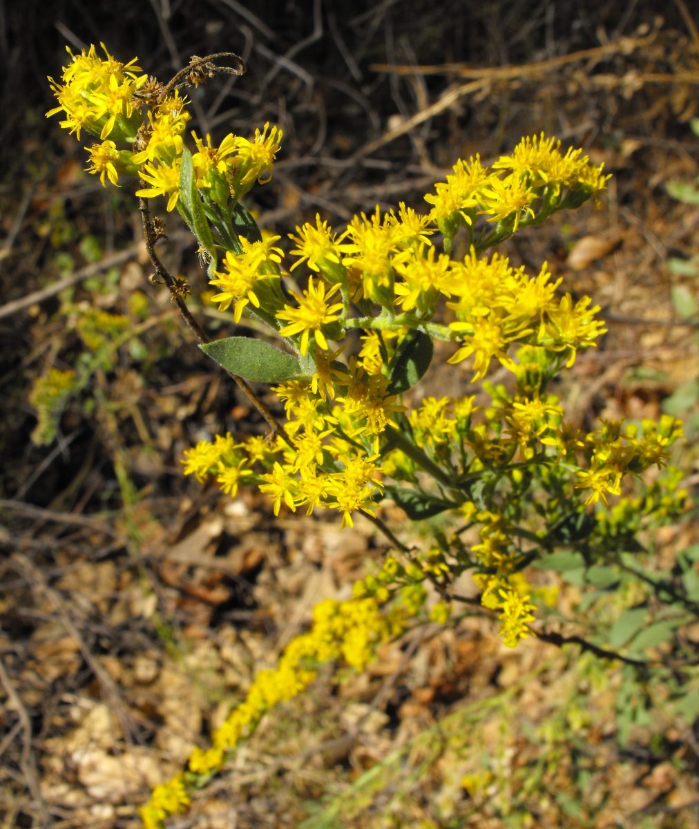 California goldenrod