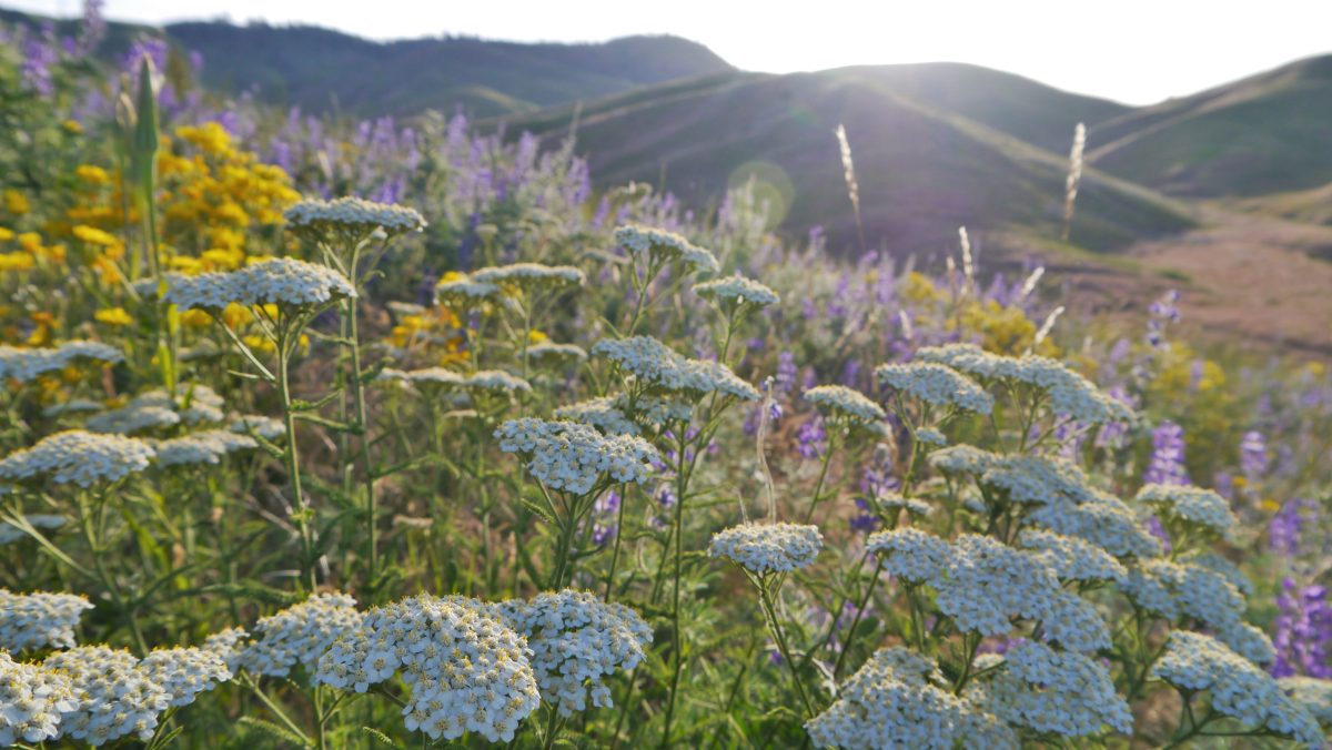 Common yarrow flowers