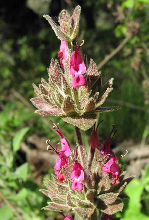 Hummingbird sage