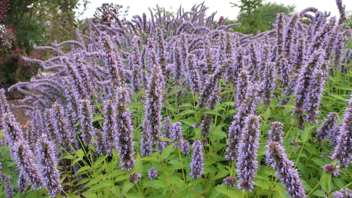 Agastache, hyssop