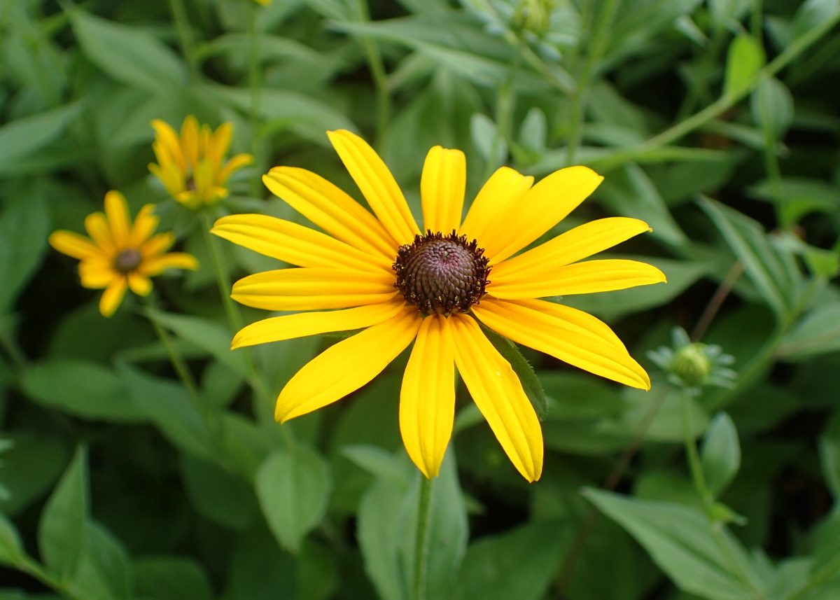 Black-eyed susan