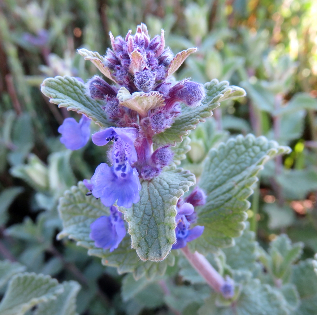 Blue catmint, flowers that attract bees