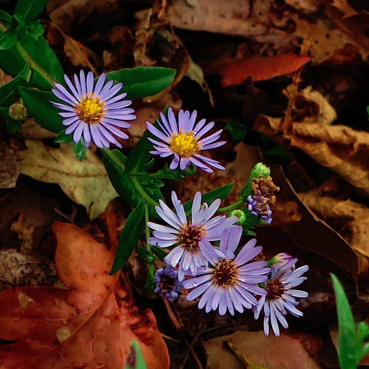 California aster flowers