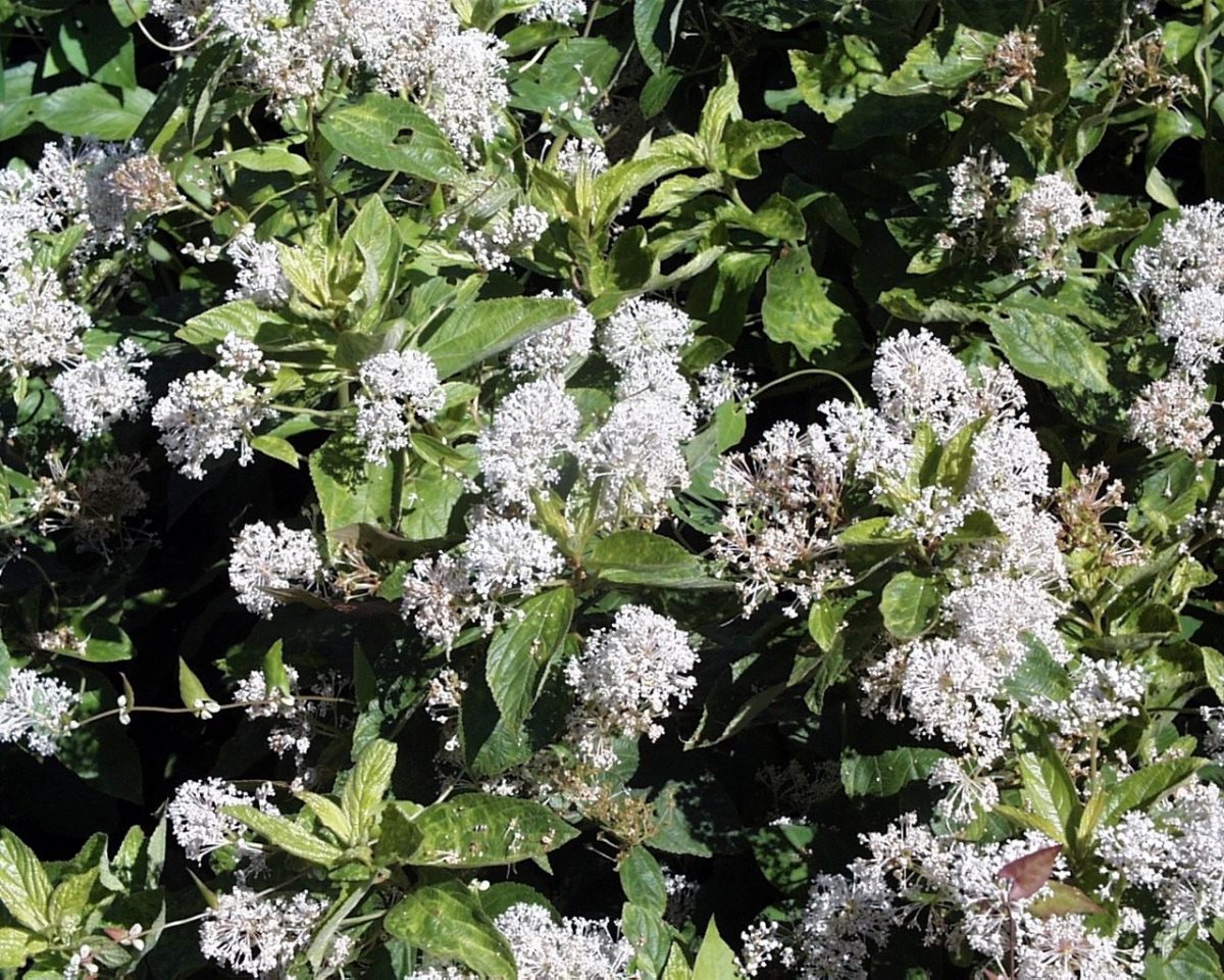 California lilac flowers