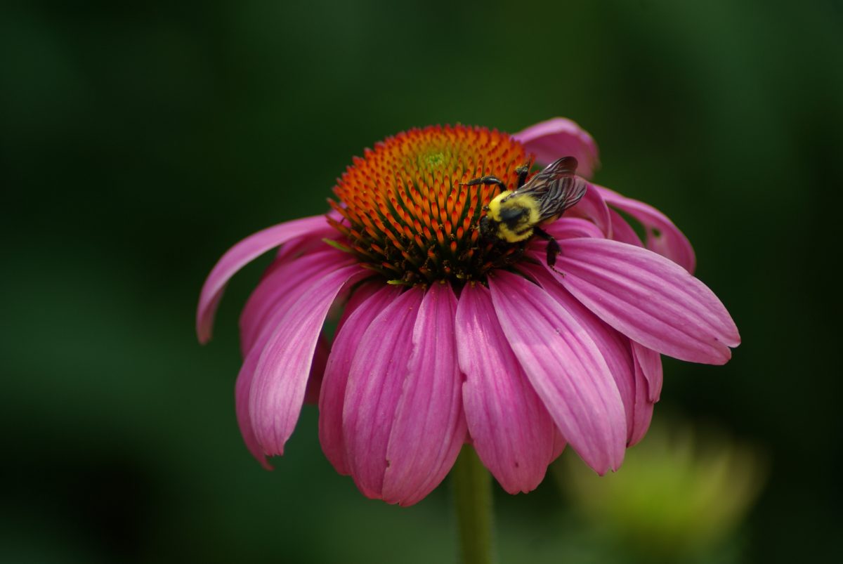 Purple coneflower, echinacea purpurea