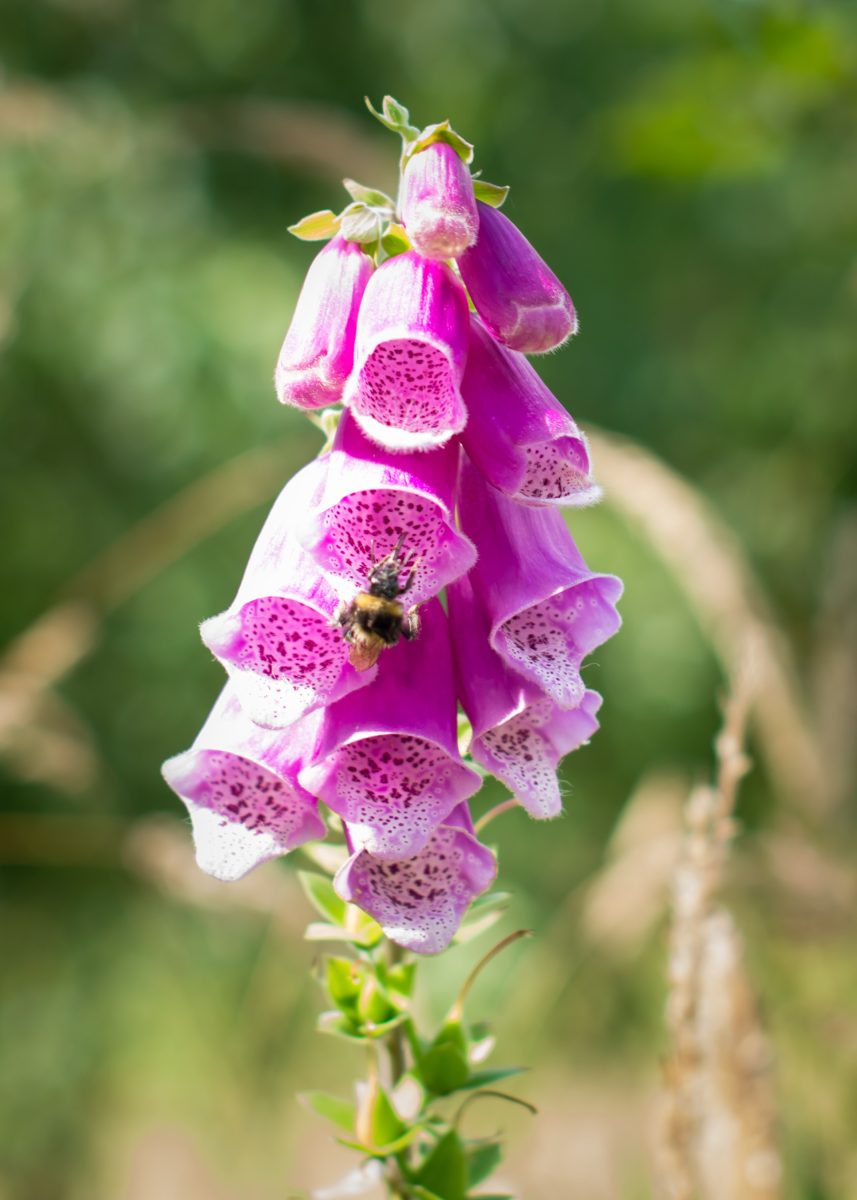 Purple foxglove flowers with a bee