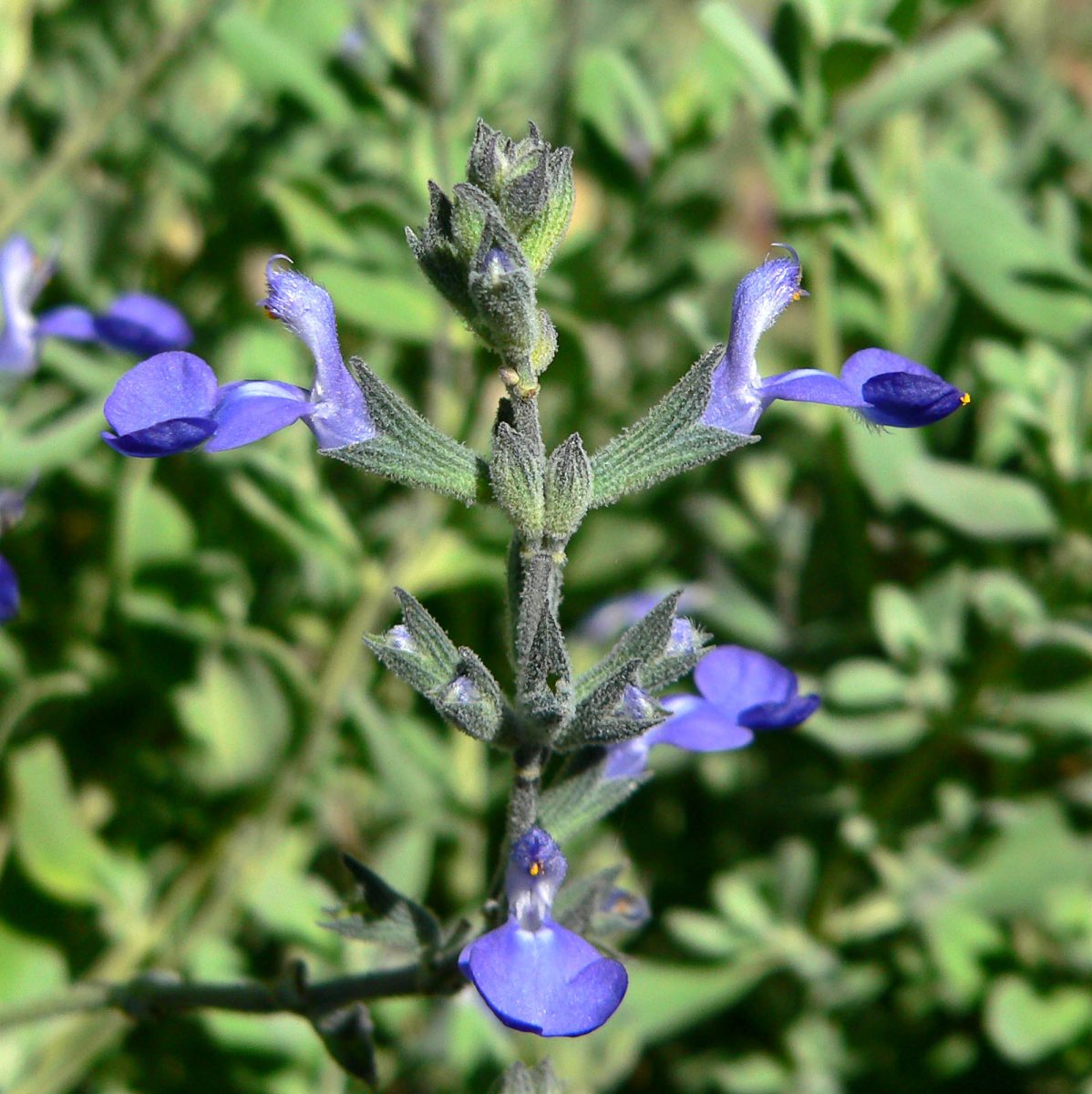 Germander sage flowers