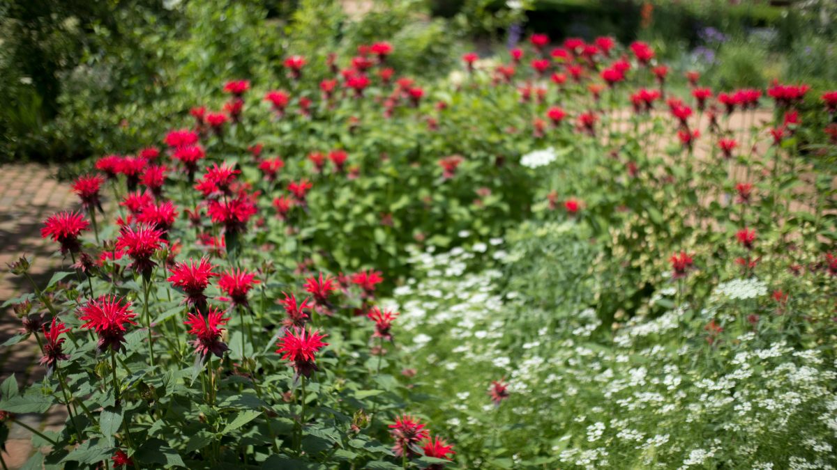 Red bee balm flowers