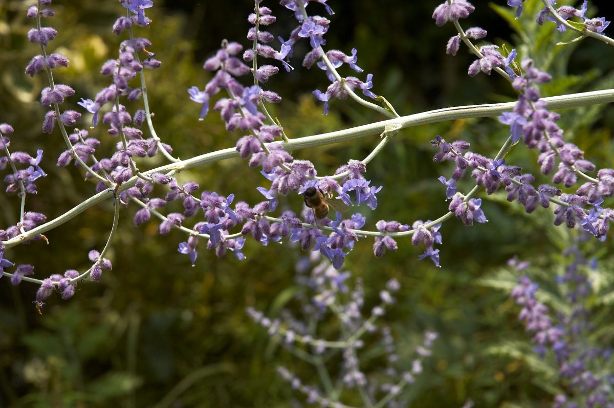 Bee on flowers from russian sage plant