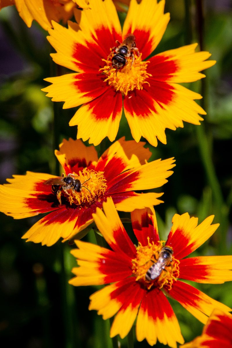 Sweat bees on coreopsis flowers