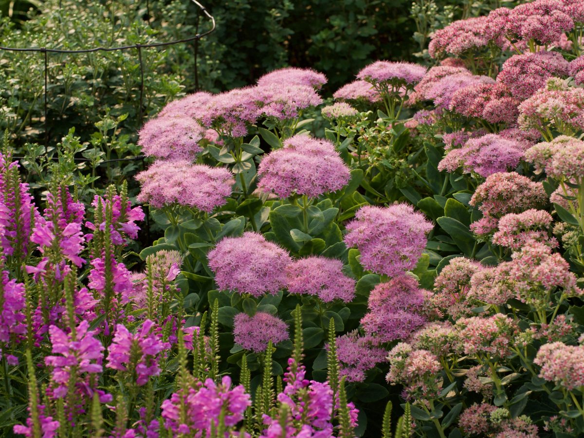 Tall sedum flowers