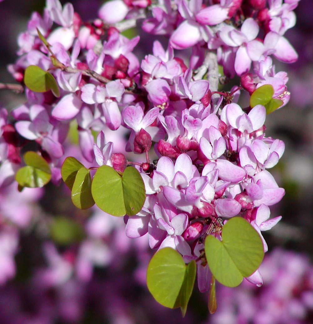 Western redbud flowers