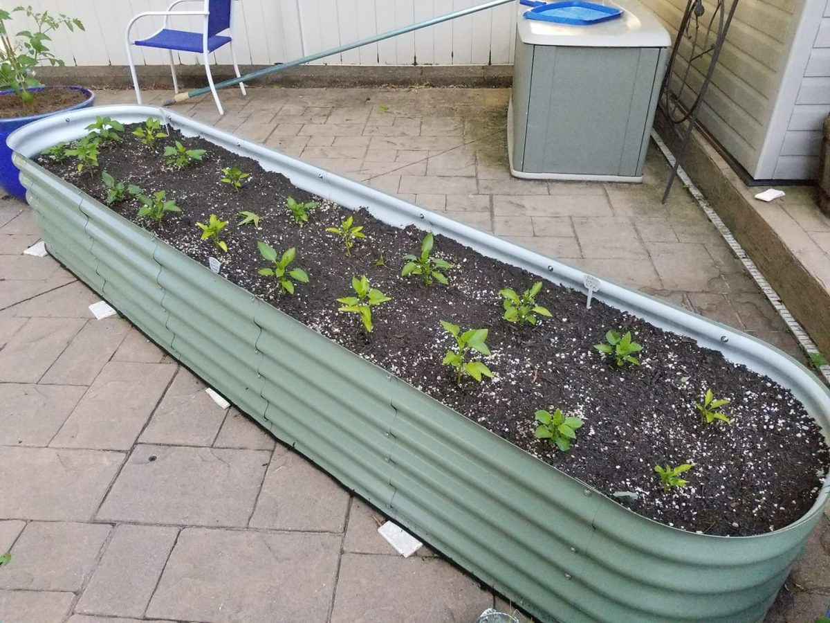 Creating a herbal garden with metal raised garden beds