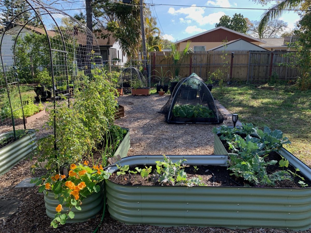 Creating a herbal garden with metal raised garden beds