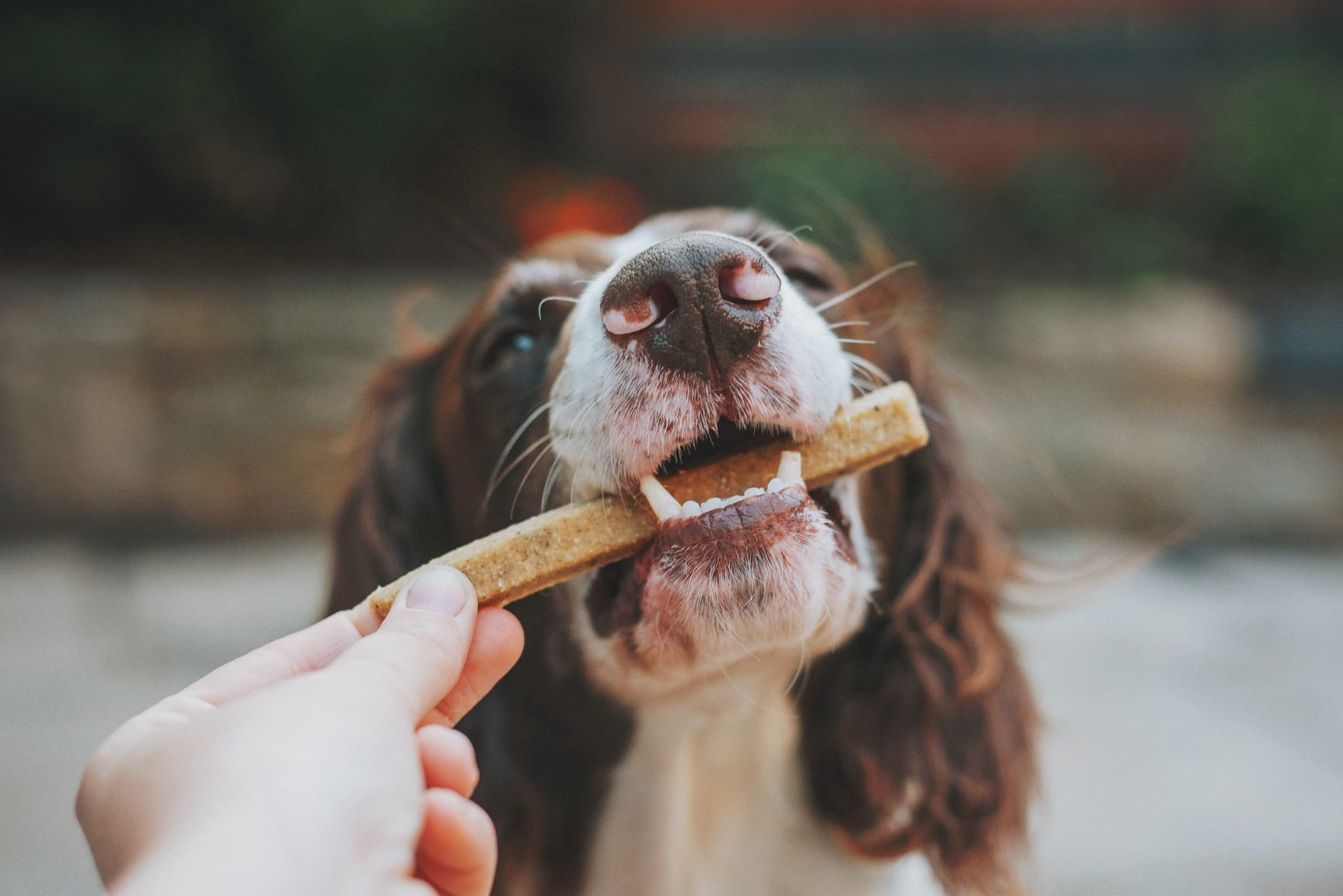 Seasonal foods for dogs: nutritious additions to your pet's diet throughout the year