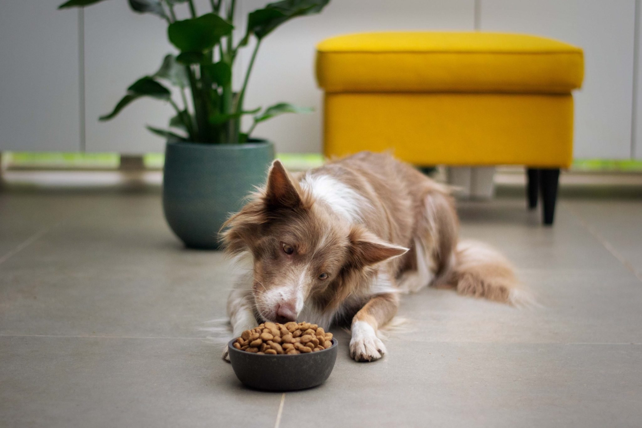 Seasonal foods for dogs: nutritious additions to your pet's diet throughout the year