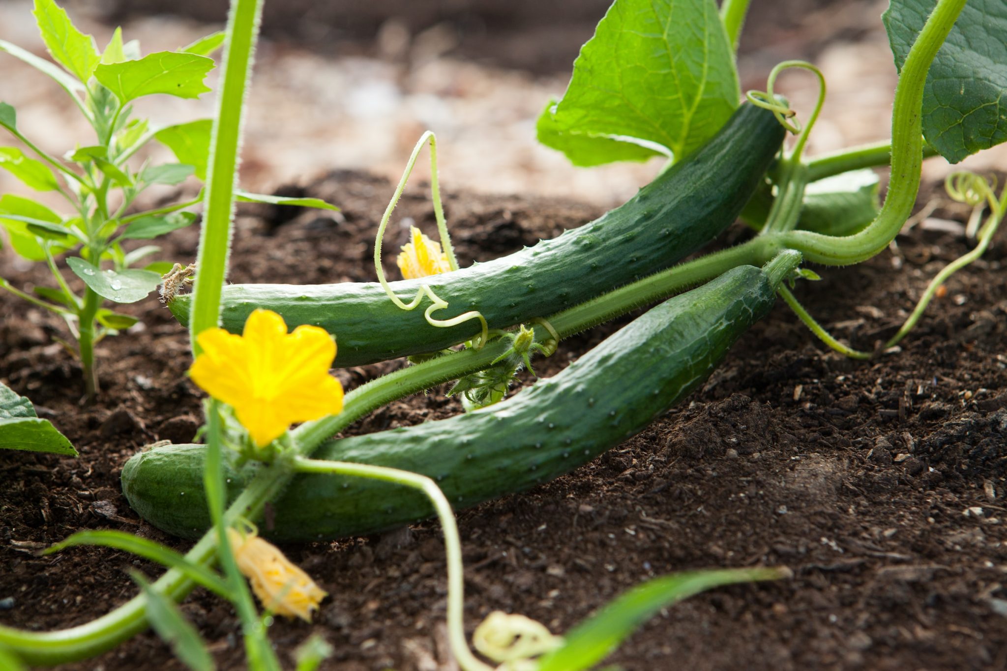 7 tips for growing your own vegetable garden