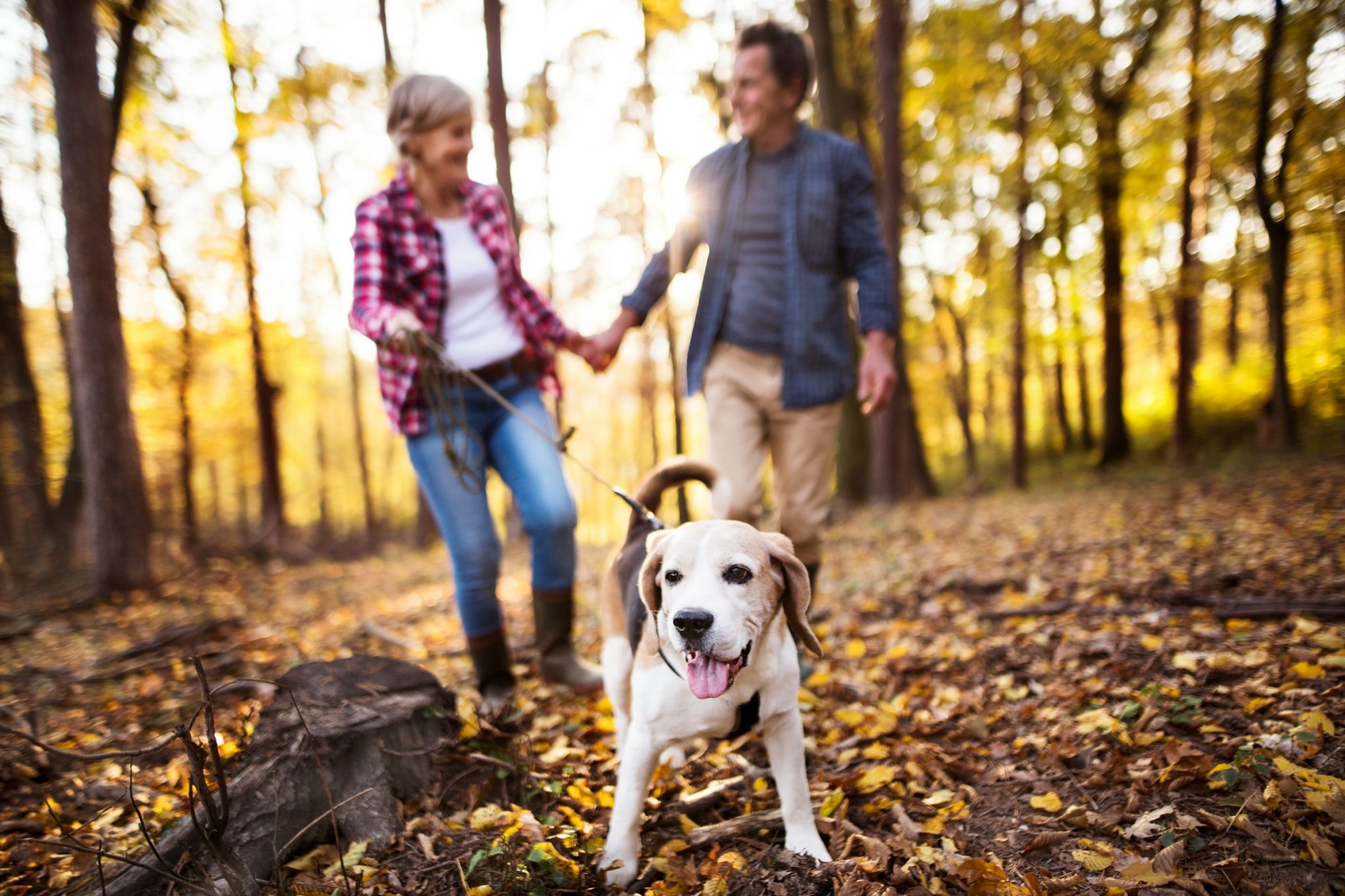 What lifestyle factors to keep in mind when selecting a dog