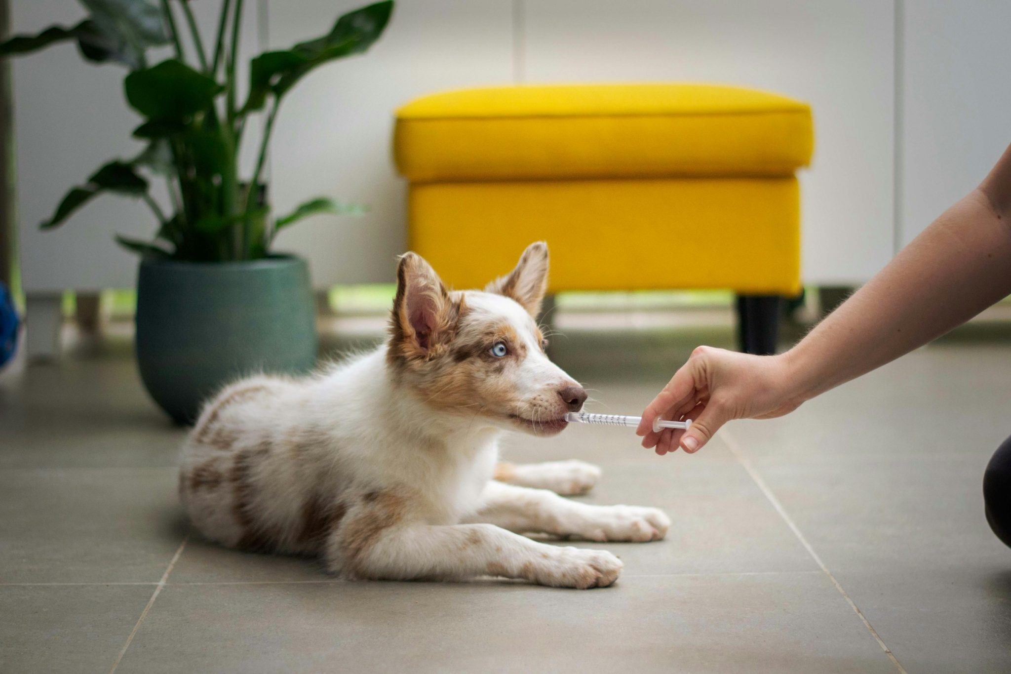 6 effective techniques for getting your dog to take their medicine