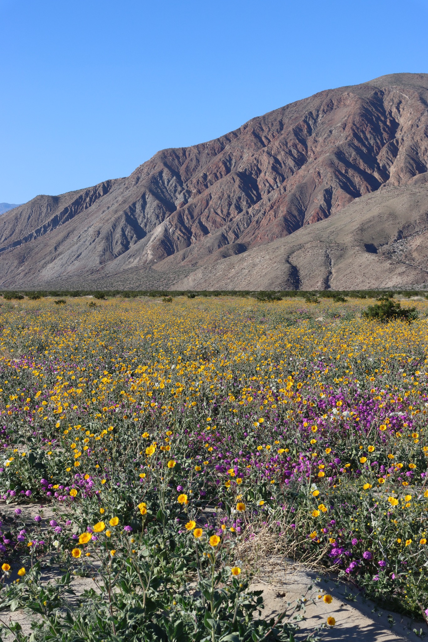 Anza-borrego state park henderso canyon brianna pinto 2024