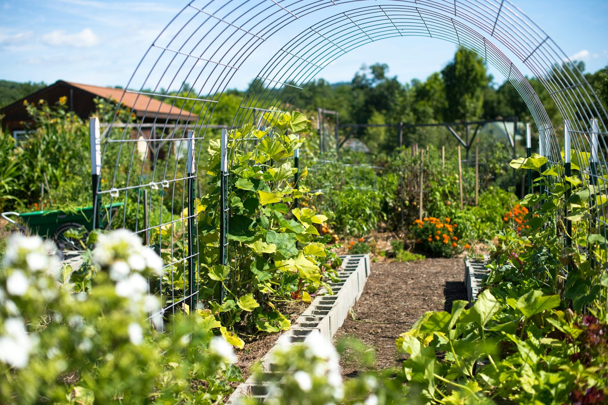 Garden arch trellis raised beds diy