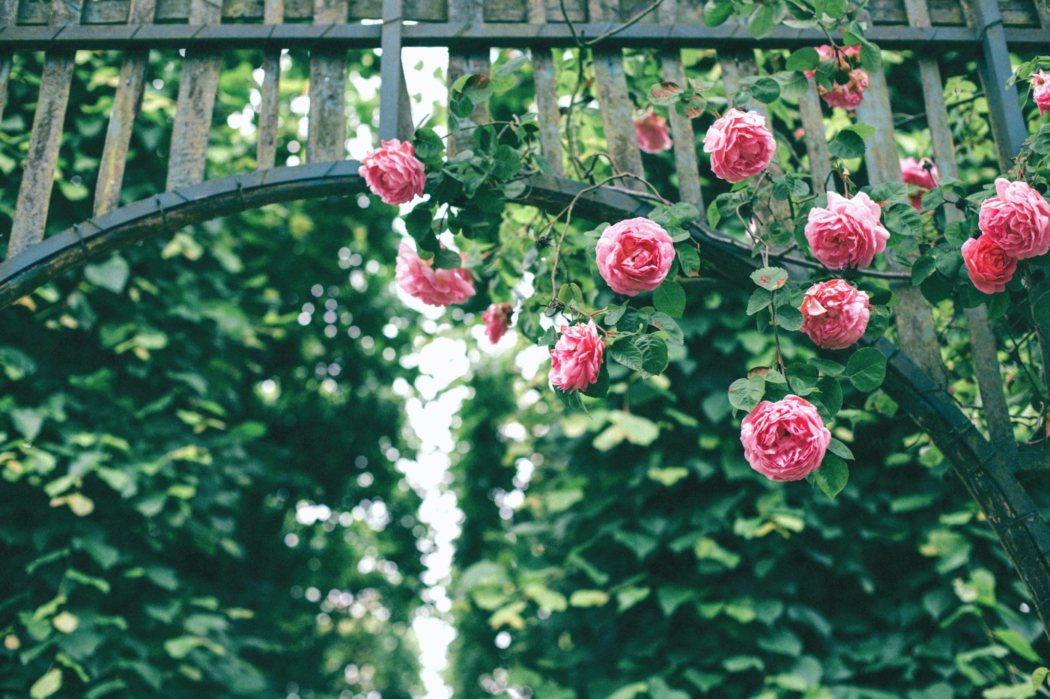 Garden arch trellis wood and roses unsplash