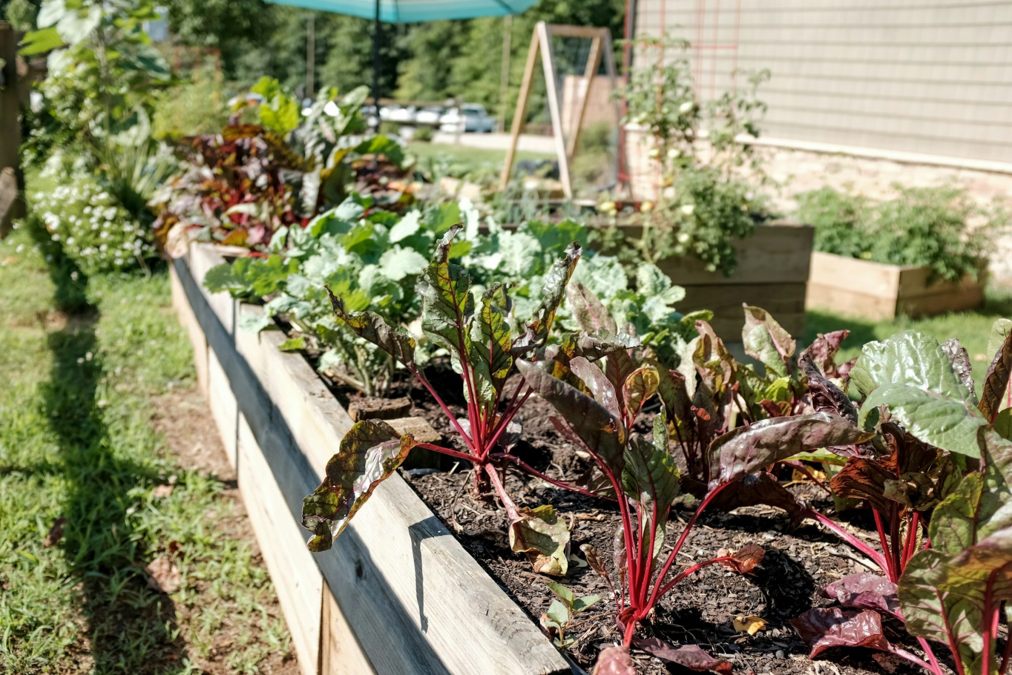 Grow your best garden yet: 6 easy tips for green-thumbed enthusiasts