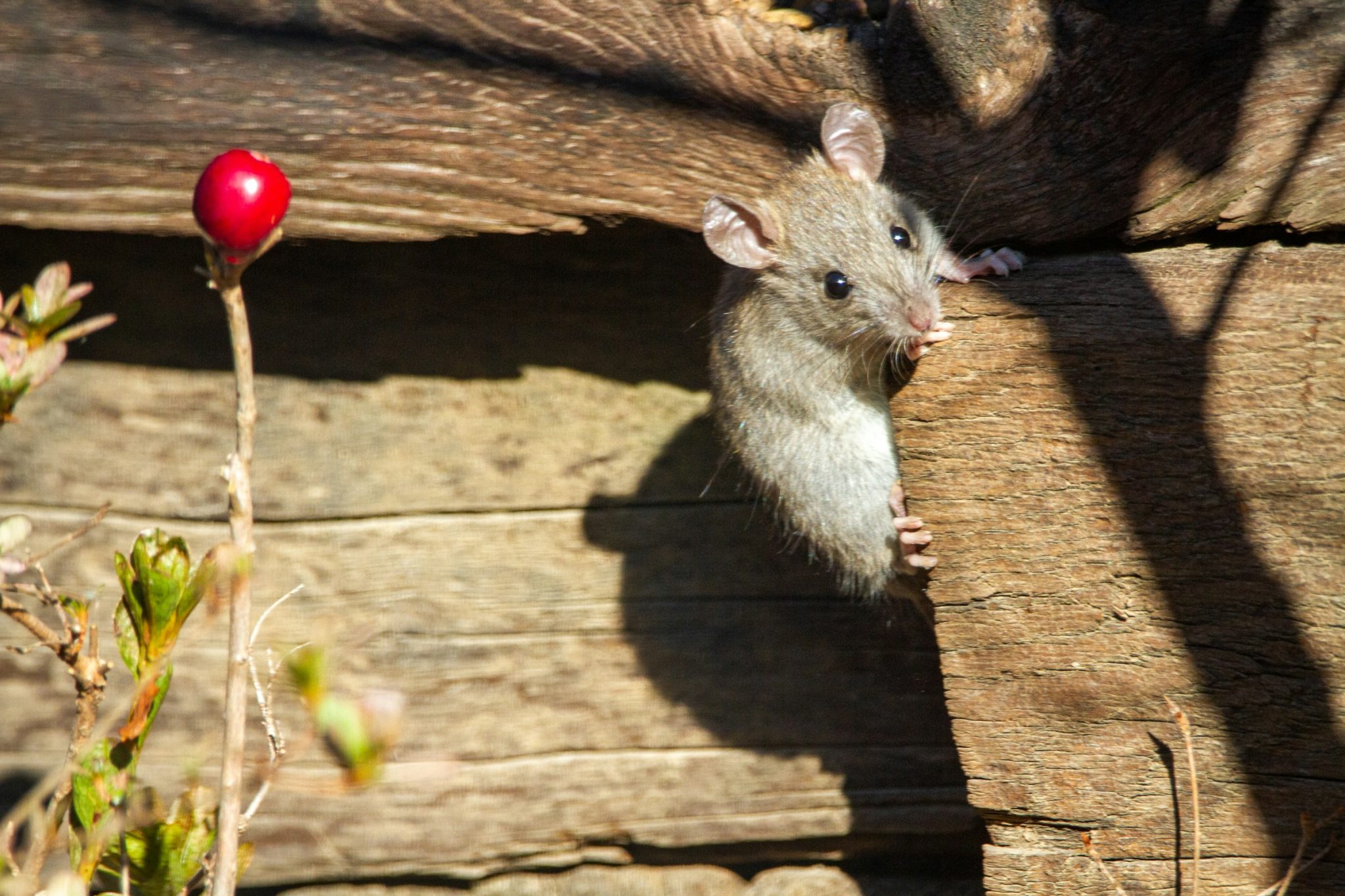 How to safely and effectively deal with mice in your home?