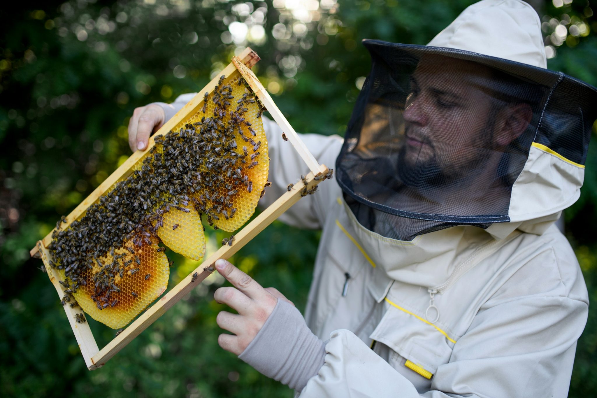 Propolis throat spray honey bees