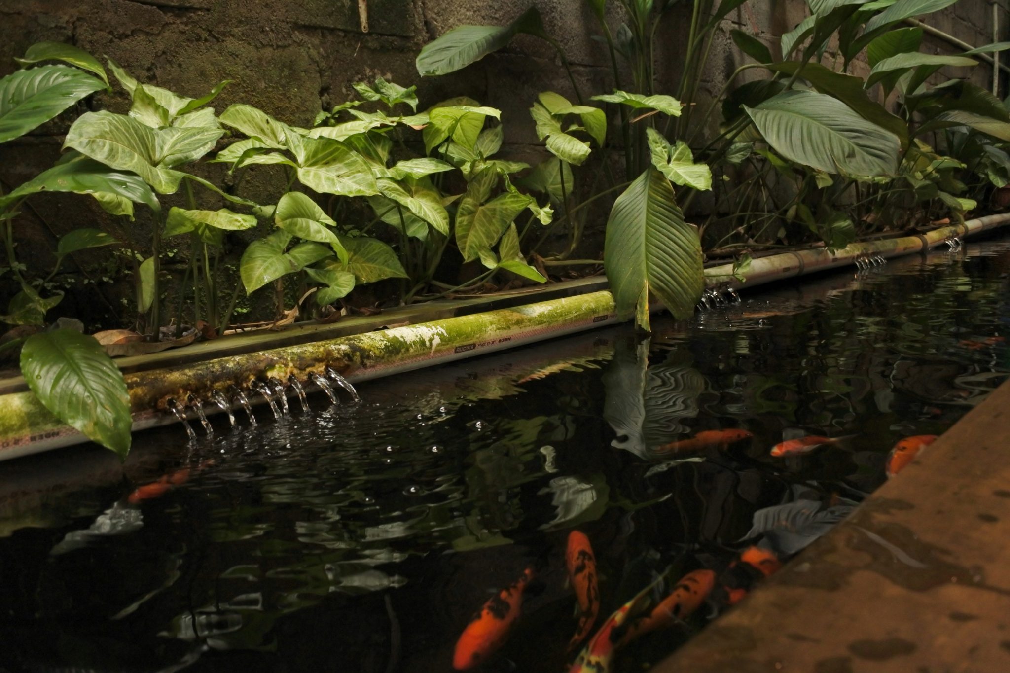 What to feed your pond fish: a complete guide