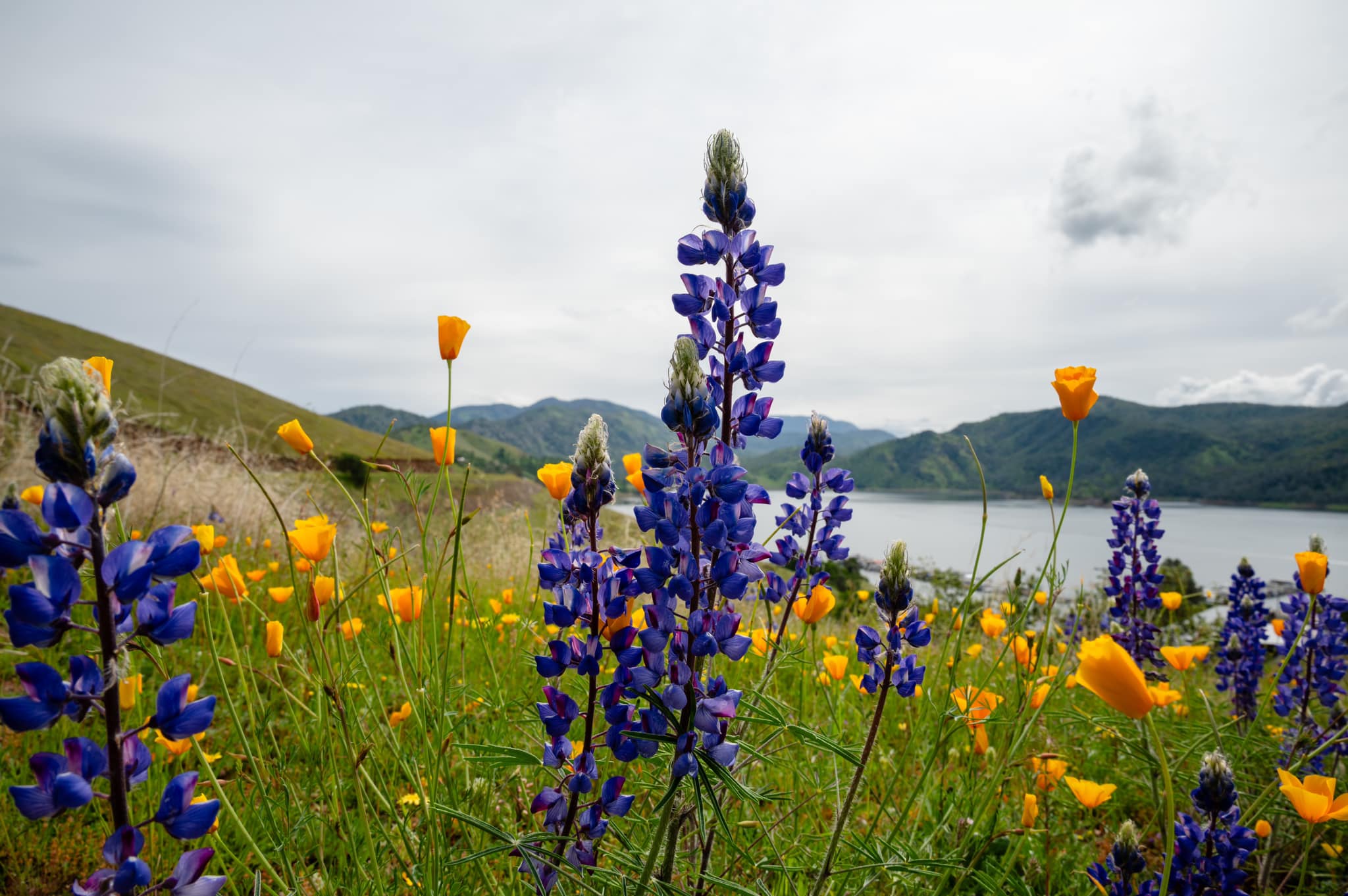 California super bloom edison point wildlife area pine flat lake 2024 04