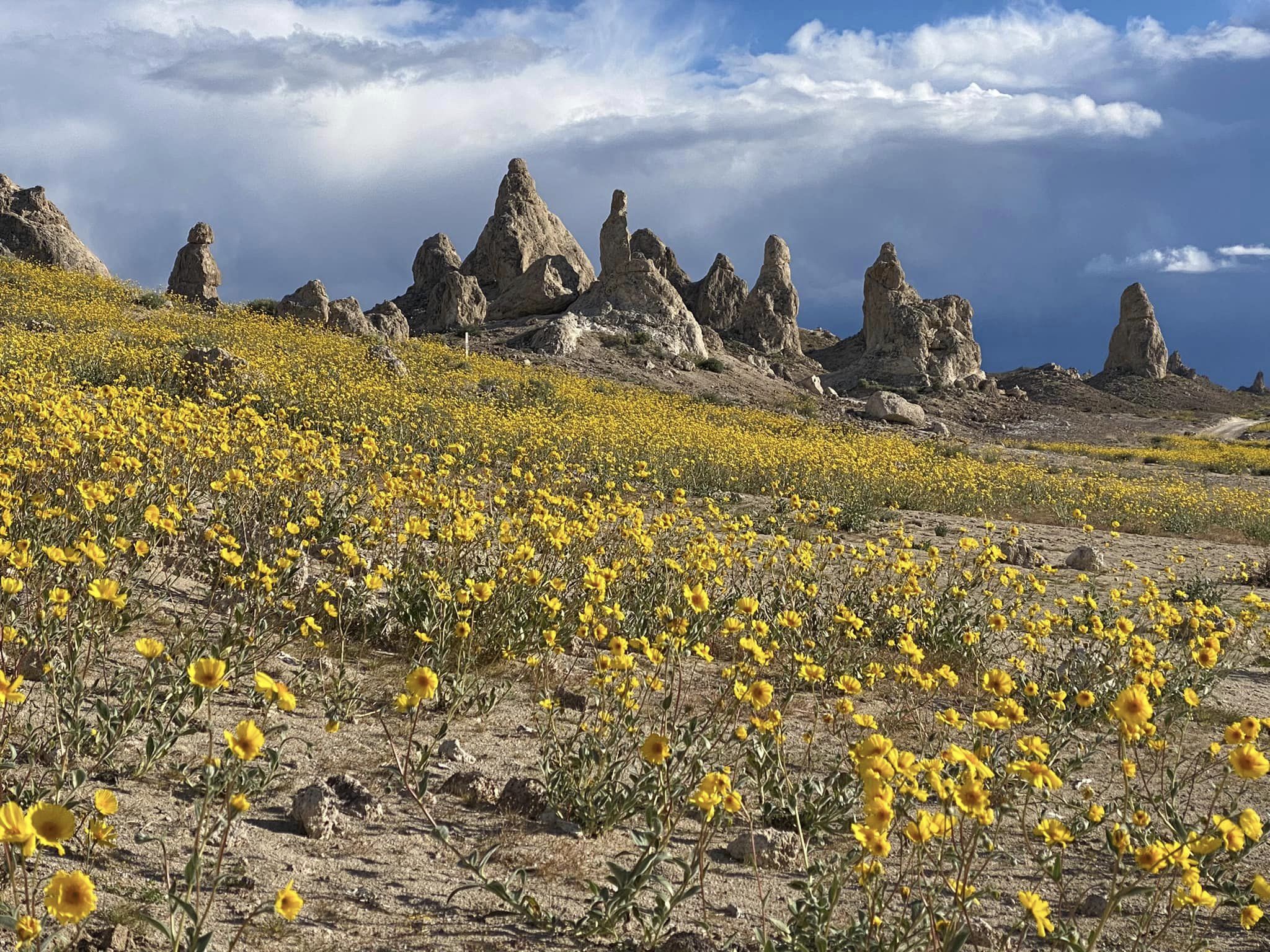 California super bloom trona pinnacles 2024 03