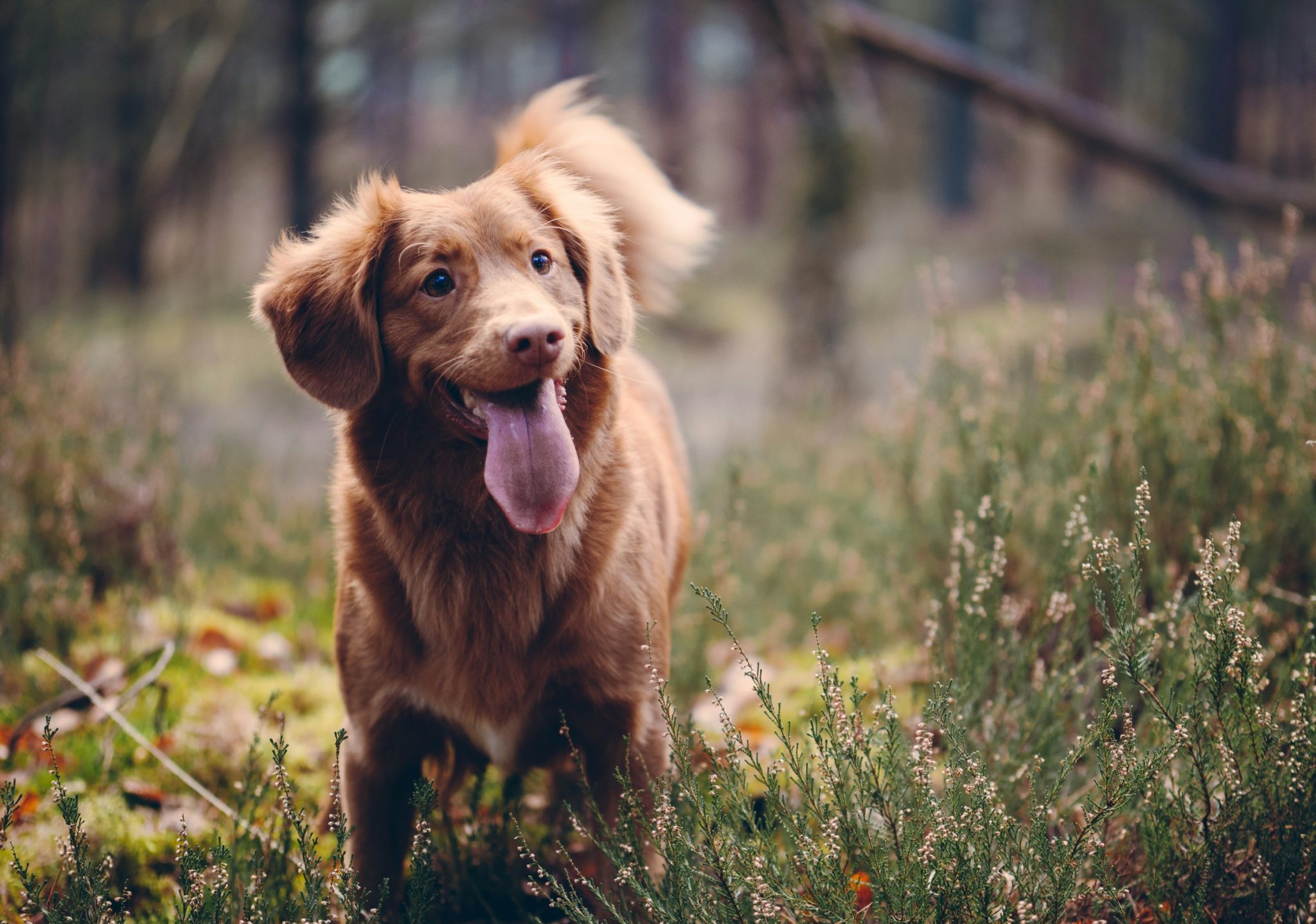 How to support your pet through allergy season
