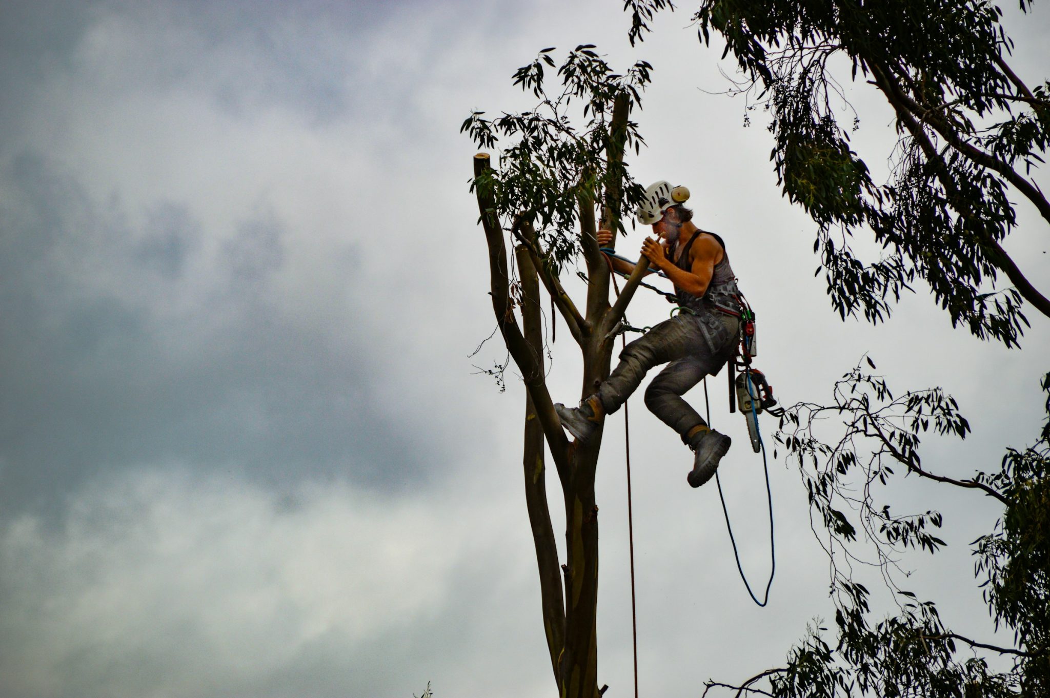 Understanding the tree removal process: what to expect from professional services