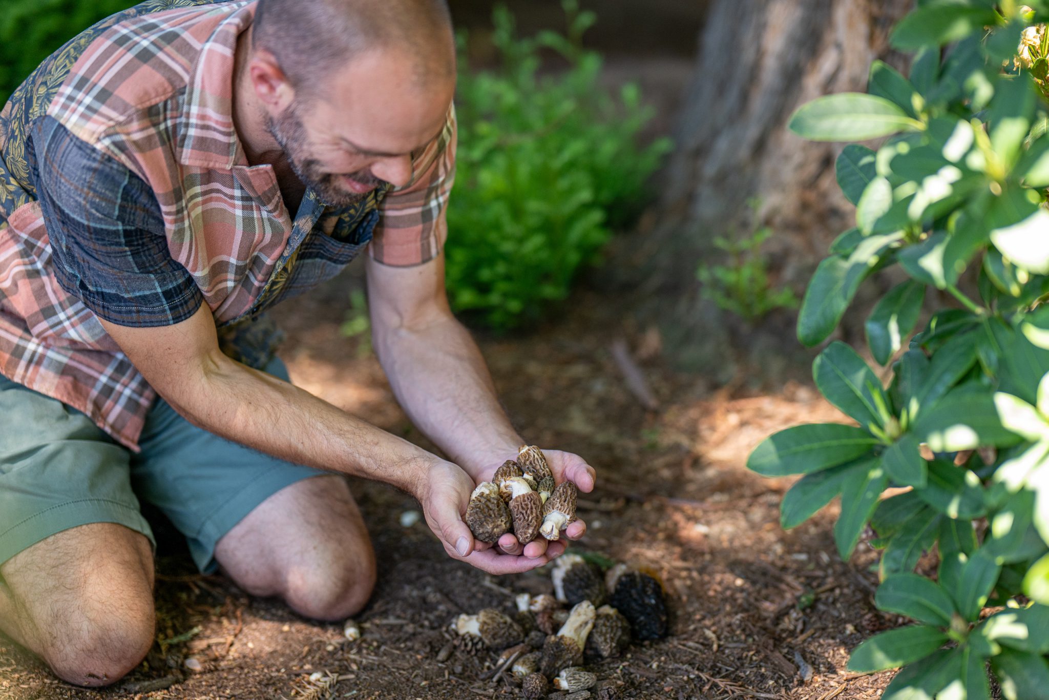 Mushroom foraging for morels at mount shasta mk holds morels
