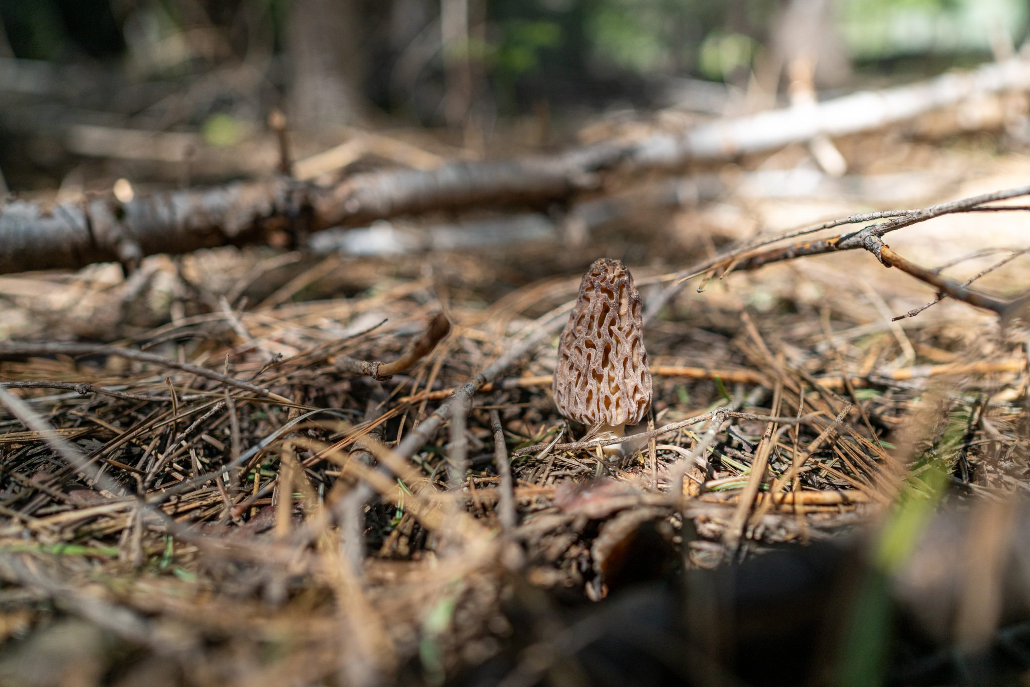 Mushroom foraging for morels at mount shasta