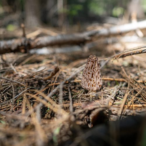 Mushroom foraging for morels at mount shasta