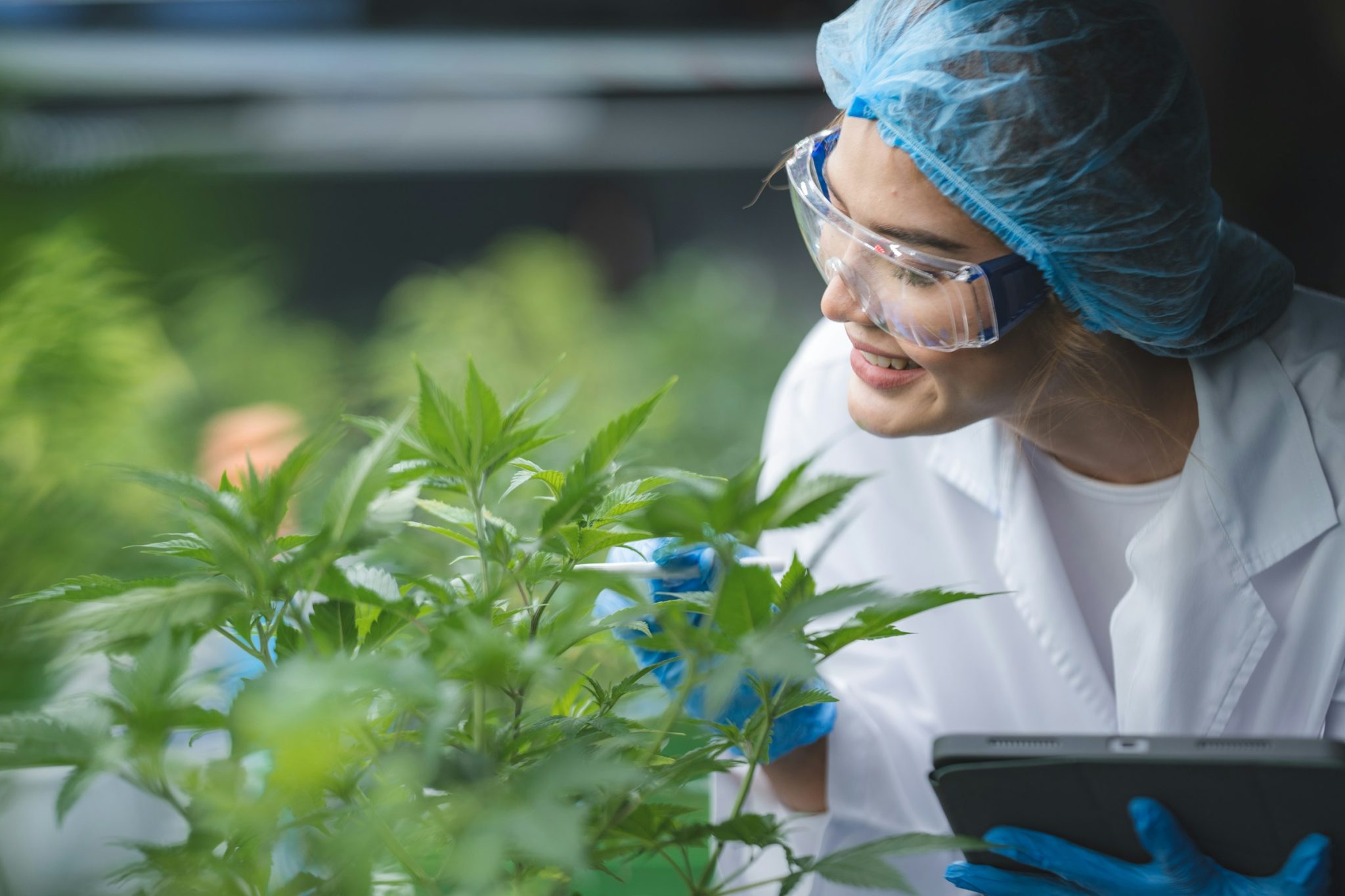 What to look for when selecting strains