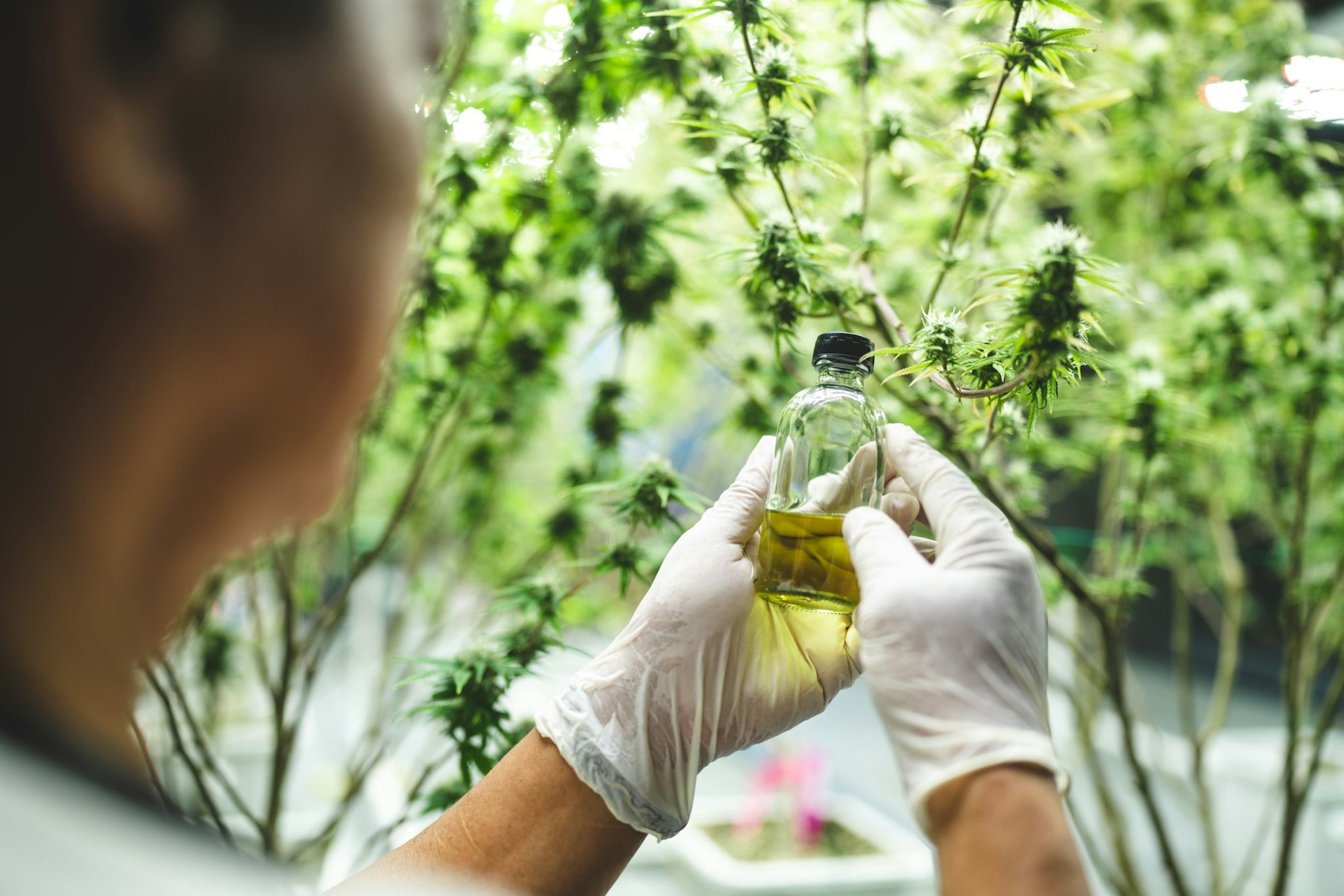 What to look for when selecting strains