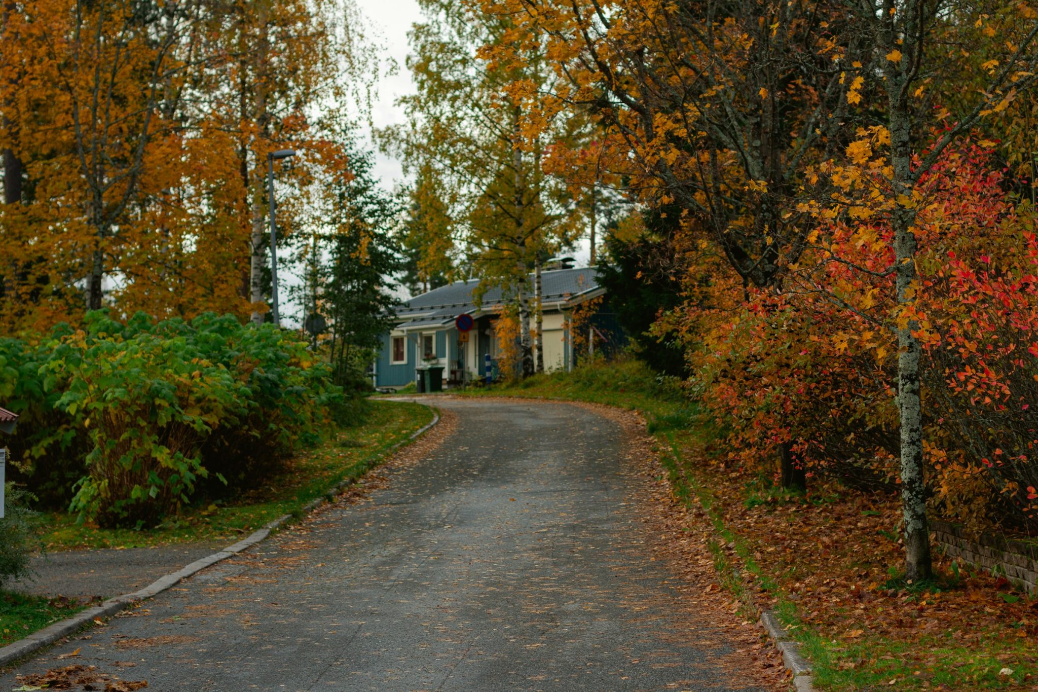 Could a new tree be just what your garden needs?