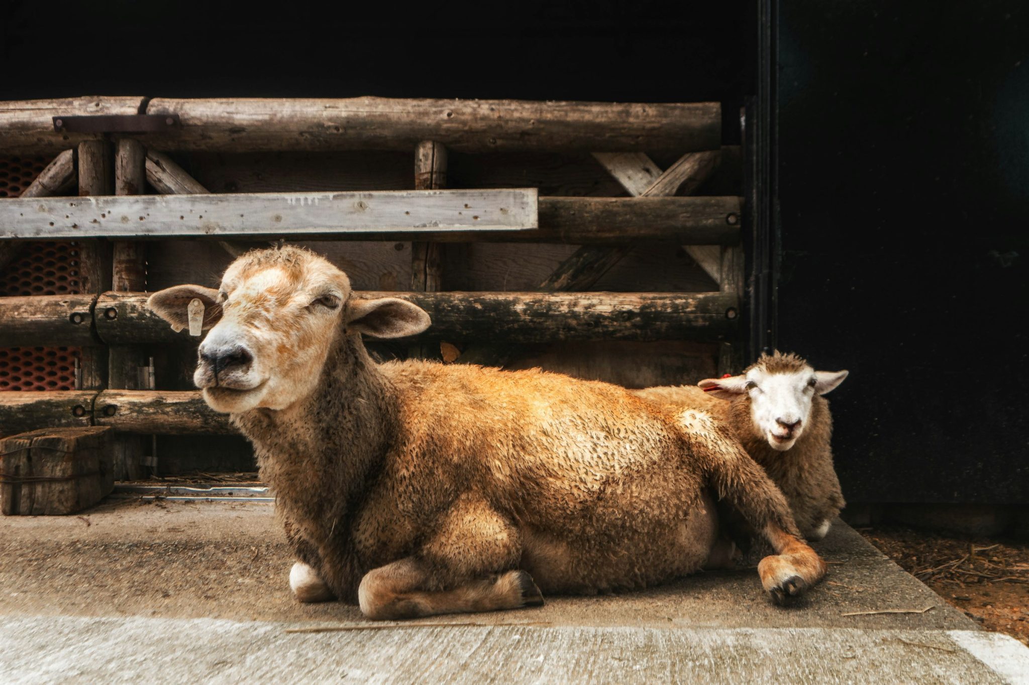From kobe to wagyu: understanding the world’s most exclusive steaks