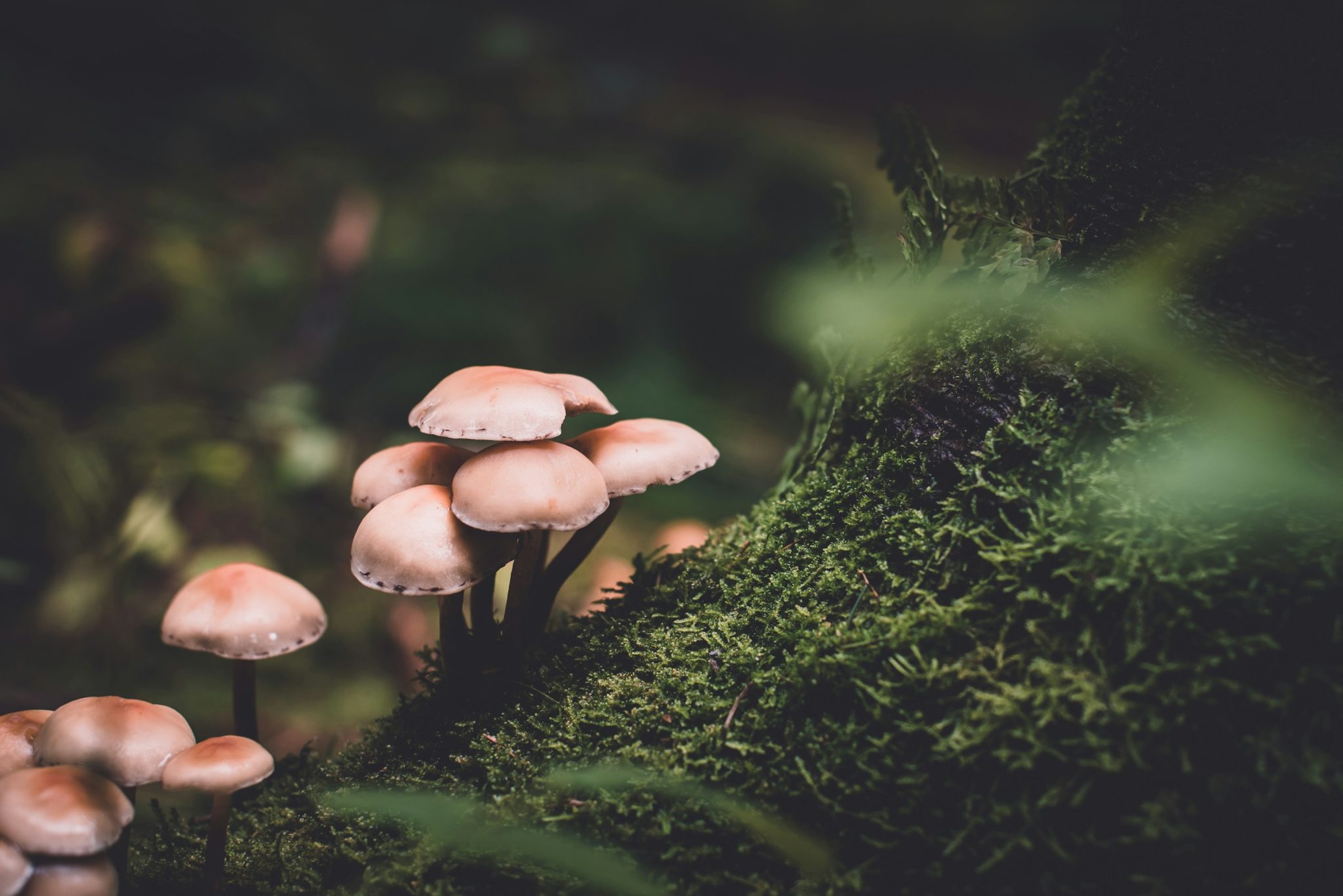 Why mushroom gummies are a convenient health trend