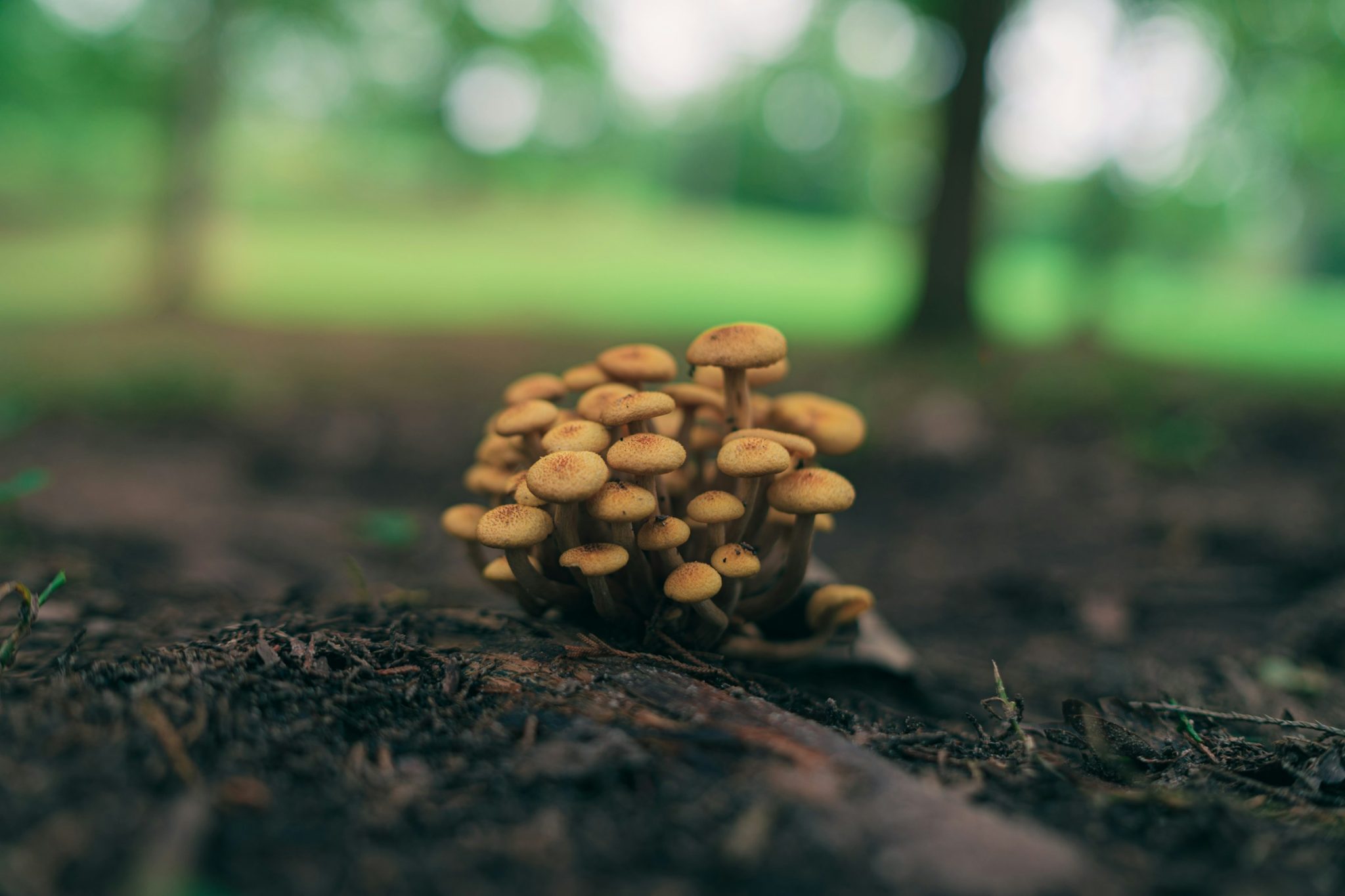 Why mushroom gummies are a convenient health trend